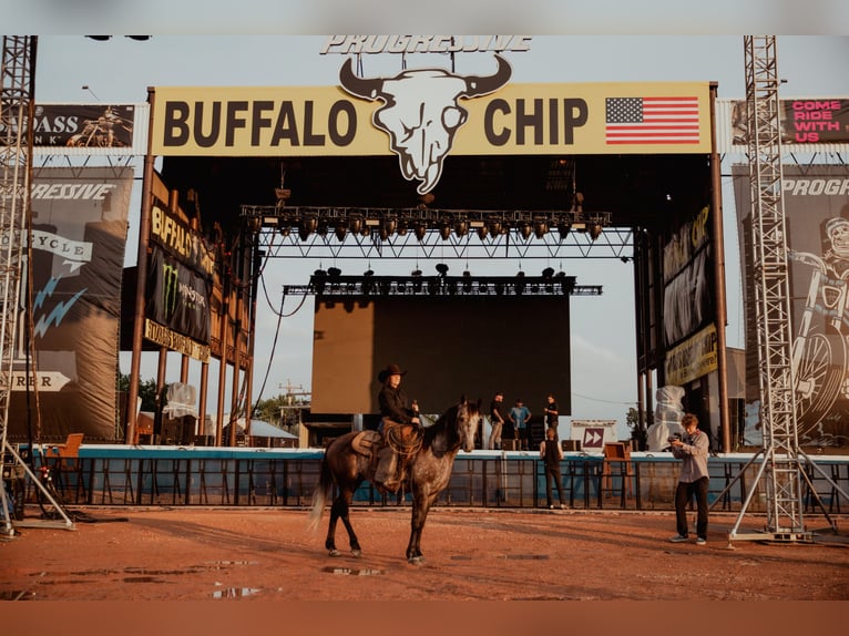 American Quarter Horse Castrone 5 Anni 155 cm Grigio in Whitewood