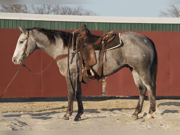 American Quarter Horse Castrone 5 Anni 155 cm Grigio in Canton, TX