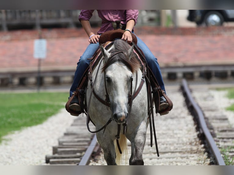 American Quarter Horse Castrone 5 Anni 155 cm Grigio in Collinsville