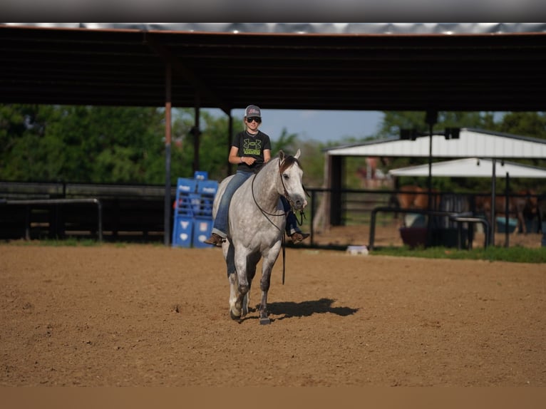 American Quarter Horse Castrone 5 Anni 155 cm Grigio in Collinsville