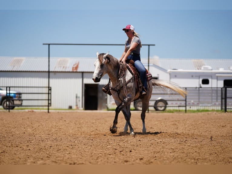 American Quarter Horse Castrone 5 Anni 155 cm Grigio in Collinsville