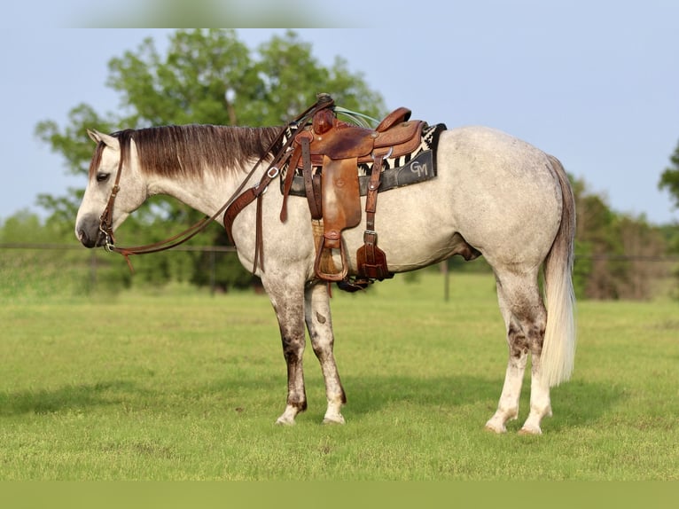 American Quarter Horse Castrone 5 Anni 155 cm Grigio in Collinsville