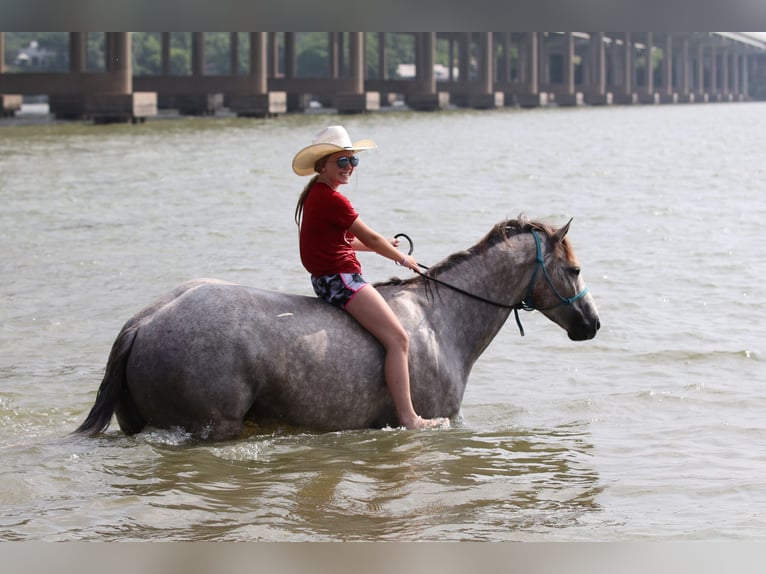 American Quarter Horse Castrone 5 Anni 155 cm Grigio in Collinsville