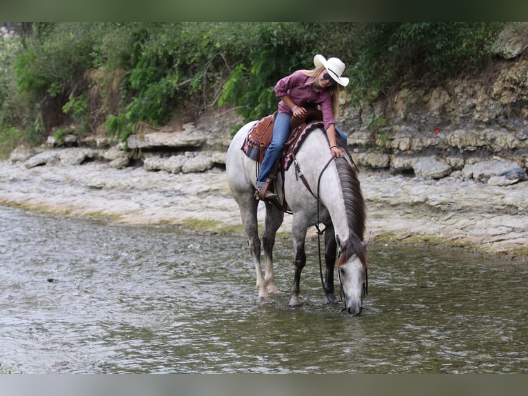 American Quarter Horse Castrone 5 Anni 155 cm Grigio in Collinsville