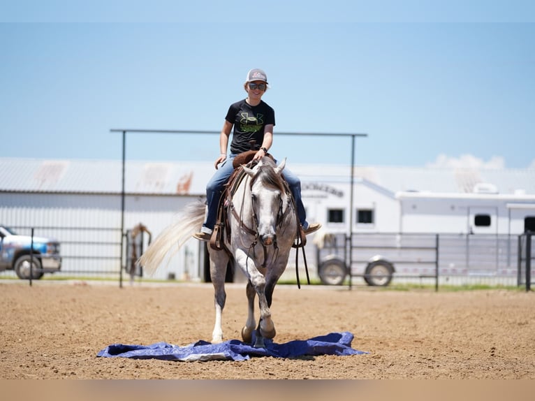 American Quarter Horse Castrone 5 Anni 155 cm Grigio in Collinsville