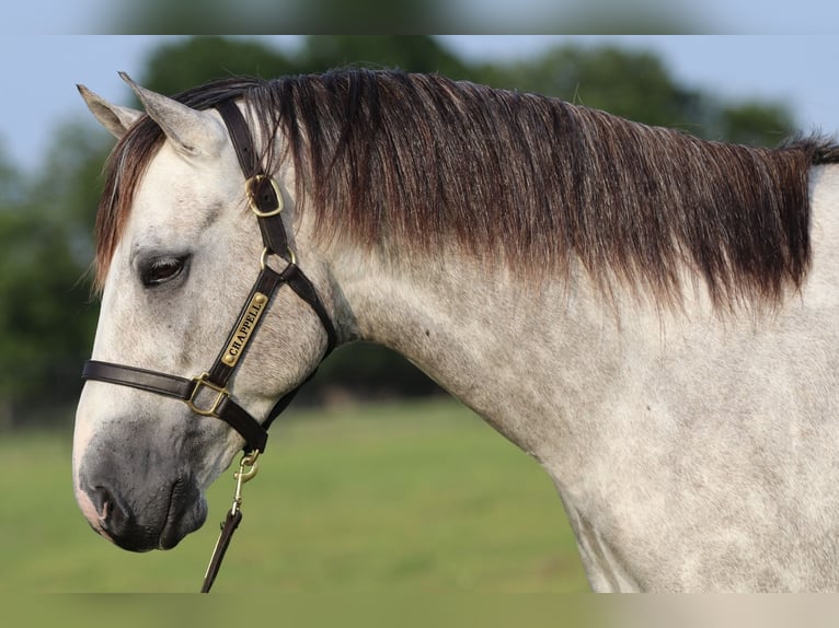 American Quarter Horse Castrone 5 Anni 155 cm Grigio in Collinsville