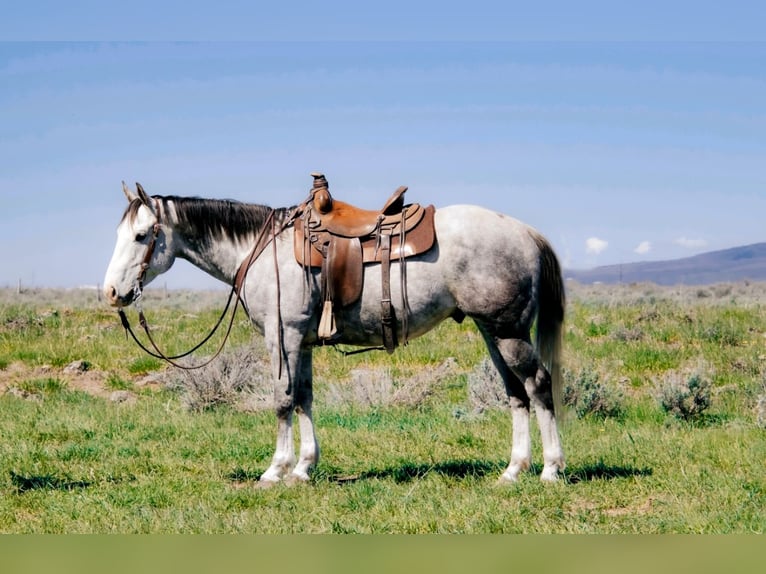 American Quarter Horse Castrone 5 Anni 155 cm Grigio in Saint Anthony