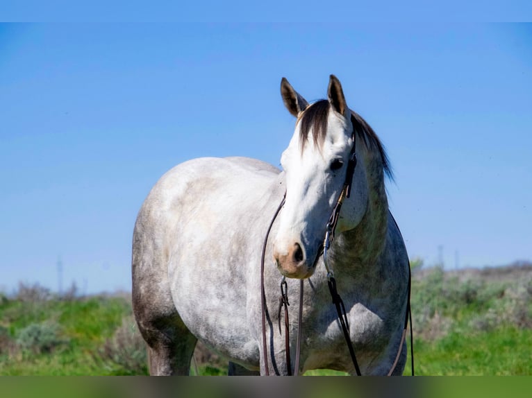 American Quarter Horse Castrone 5 Anni 155 cm Grigio in Saint Anthony