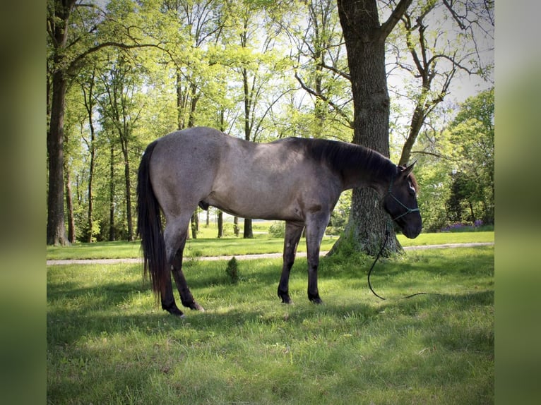 American Quarter Horse Castrone 5 Anni 155 cm Grullo in Vandalia, IL