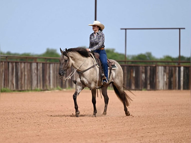 American Quarter Horse Castrone 5 Anni 155 cm Grullo in Waco, TX