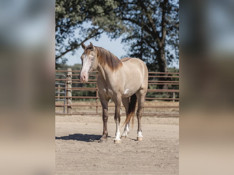 American Quarter Horse Castrone 5 Anni 155 cm Grullo in North Judson IN