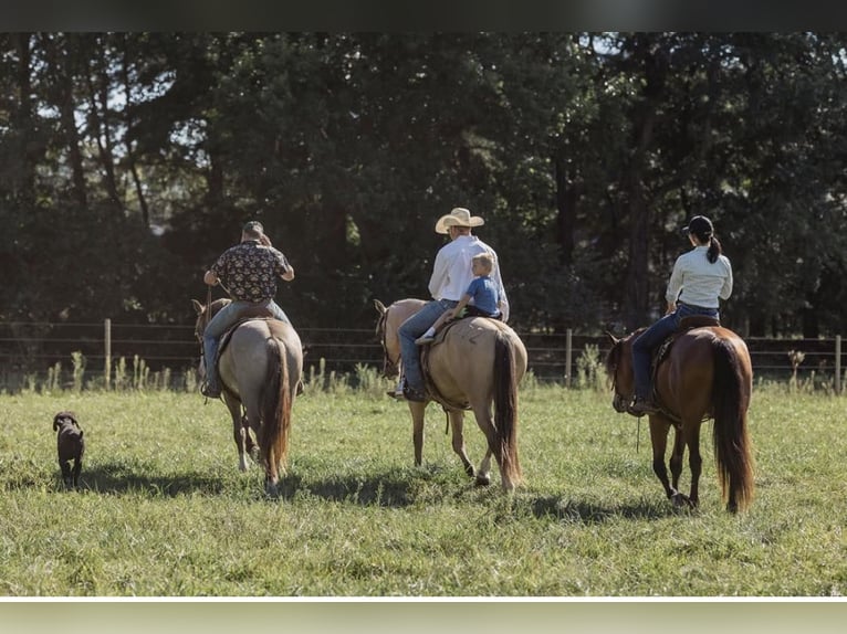 American Quarter Horse Castrone 5 Anni 155 cm Grullo in North Judson IN