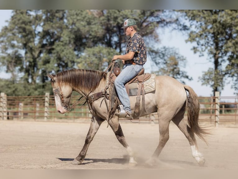 American Quarter Horse Castrone 5 Anni 155 cm Grullo in North Judson IN