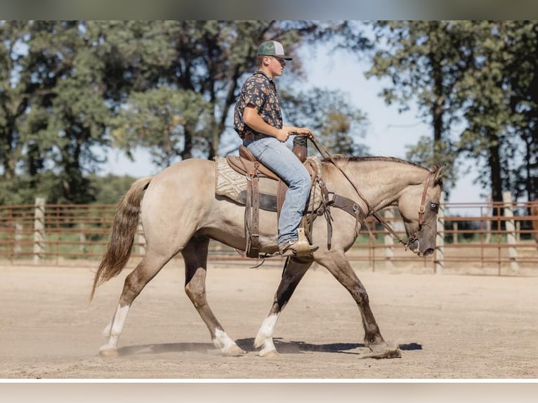 American Quarter Horse Castrone 5 Anni 155 cm Grullo in North Judson IN