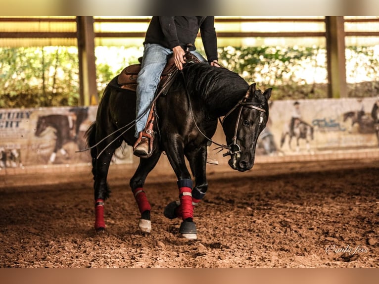 American Quarter Horse Castrone 5 Anni 155 cm Morello in Berschweiler