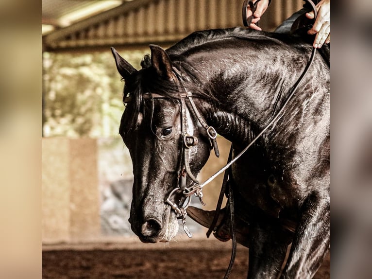 American Quarter Horse Castrone 5 Anni 155 cm Morello in Berschweiler