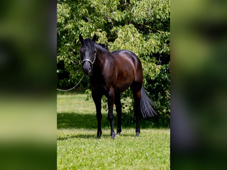 American Quarter Horse Castrone 5 Anni 155 cm Morello in Groß-Enzersdorf