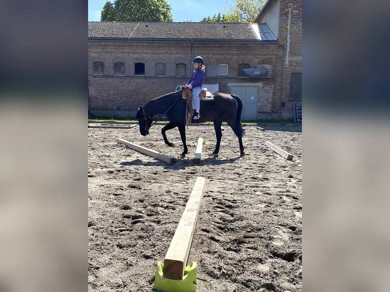 American Quarter Horse Castrone 5 Anni 155 cm Morello in Groß-Enzersdorf