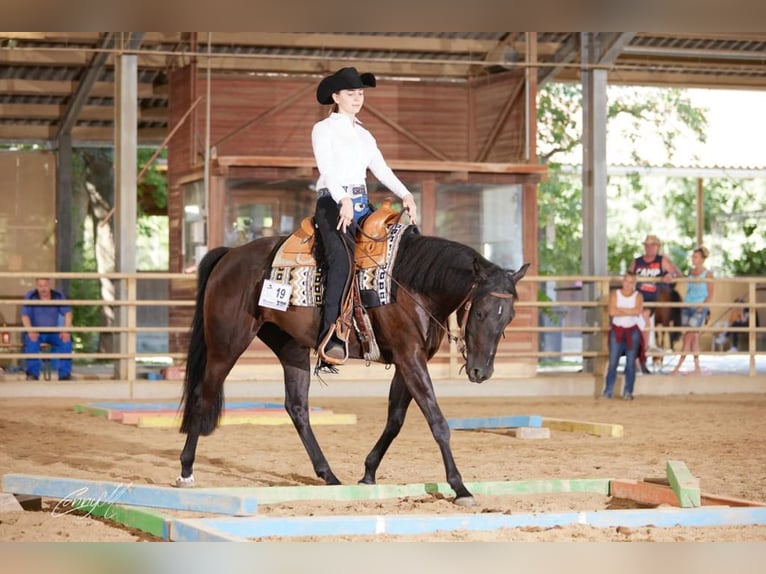 American Quarter Horse Castrone 5 Anni 155 cm Morello in Groß-Enzersdorf