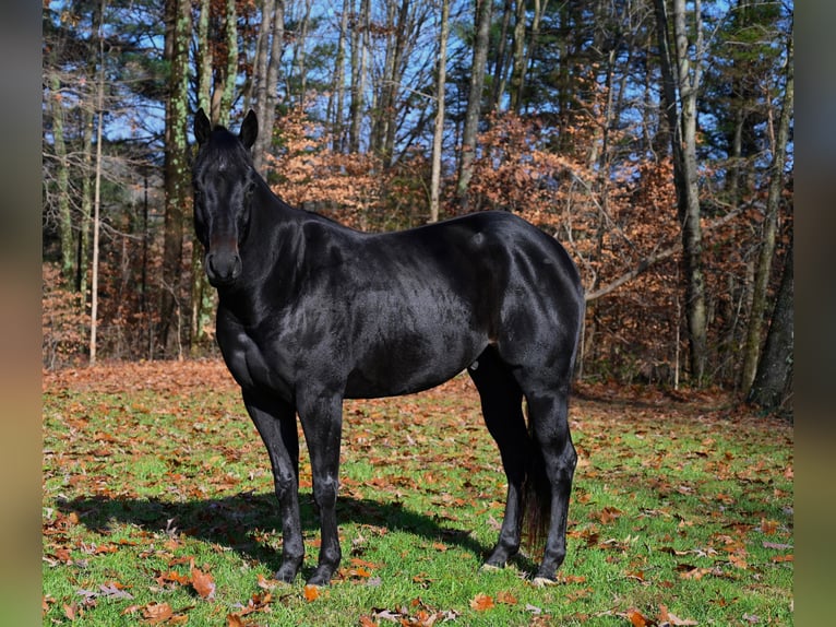 American Quarter Horse Castrone 5 Anni 155 cm Morello in Batesville