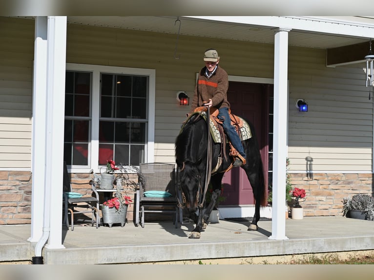 American Quarter Horse Castrone 5 Anni 155 cm Morello in Batesville