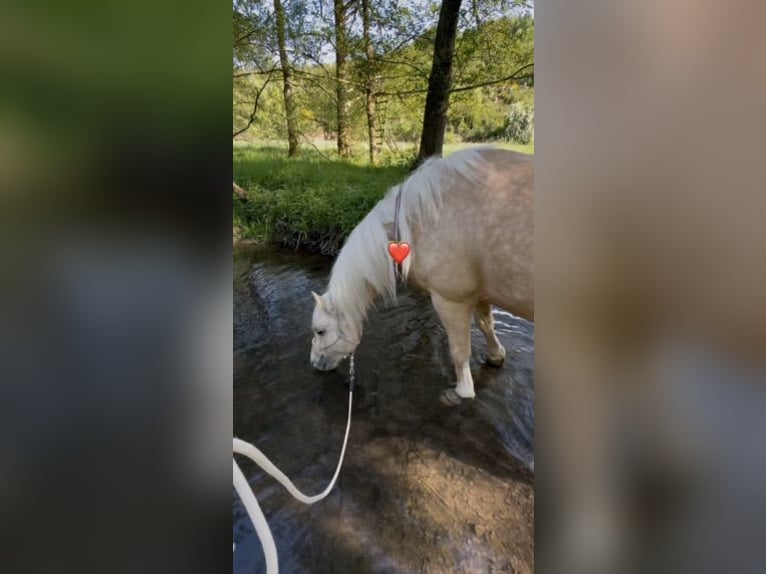 American Quarter Horse Mix Castrone 5 Anni 155 cm Palomino in Buchholz (Westerwald)