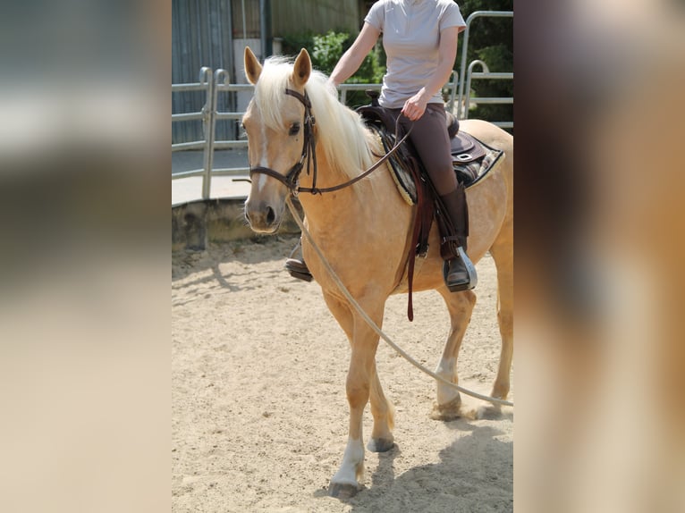 American Quarter Horse Mix Castrone 5 Anni 155 cm Palomino in Buchholz (Westerwald)