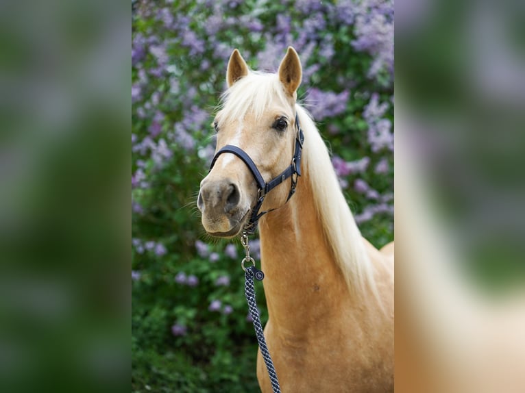 American Quarter Horse Mix Castrone 5 Anni 155 cm Palomino in Buchholz (Westerwald)