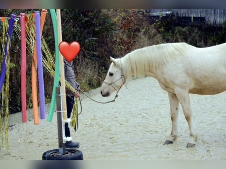 American Quarter Horse Mix Castrone 5 Anni 155 cm Palomino in Buchholz (Westerwald)