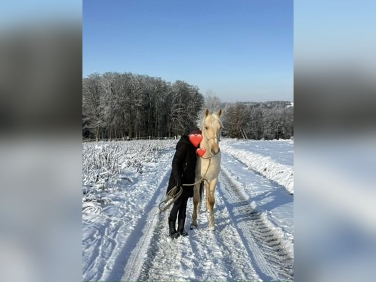 American Quarter Horse Mix Castrone 5 Anni 155 cm Palomino in Buchholz (Westerwald)