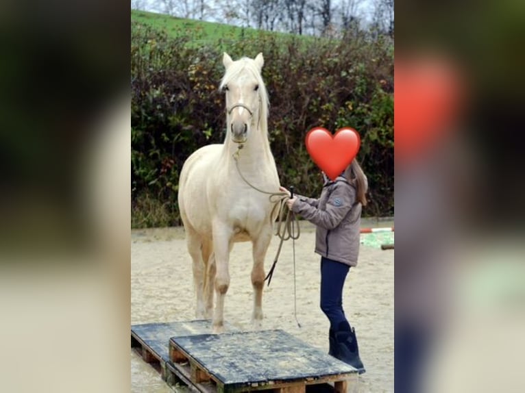 American Quarter Horse Mix Castrone 5 Anni 155 cm Palomino in Buchholz (Westerwald)