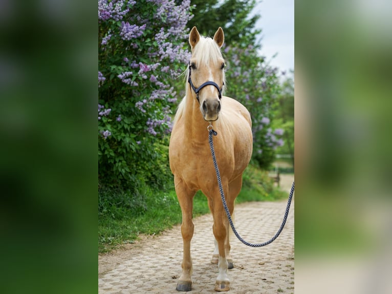 American Quarter Horse Mix Castrone 5 Anni 155 cm Palomino in Buchholz (Westerwald)