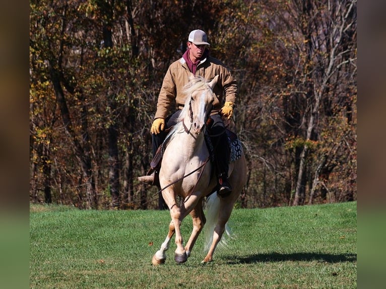 American Quarter Horse Castrone 5 Anni 155 cm Palomino in Somerset, KY