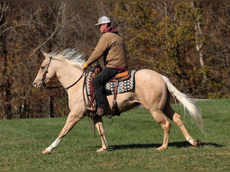 American Quarter Horse Castrone 5 Anni 155 cm Palomino in Somerset, KY