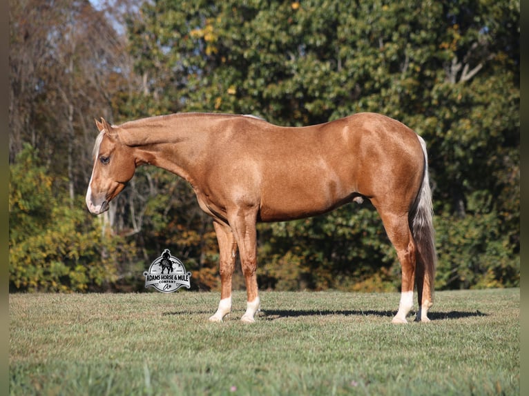 American Quarter Horse Castrone 5 Anni 155 cm Palomino in Wickenburg