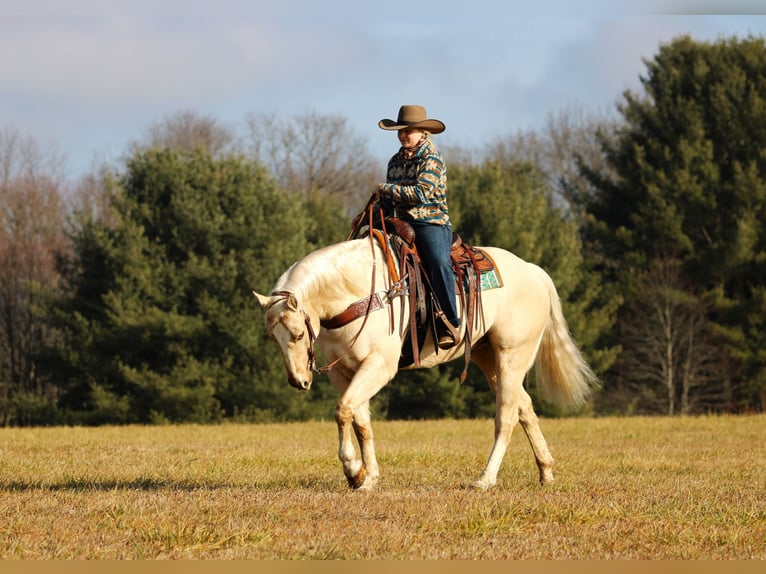 American Quarter Horse Castrone 5 Anni 155 cm Palomino in Clarion, PA