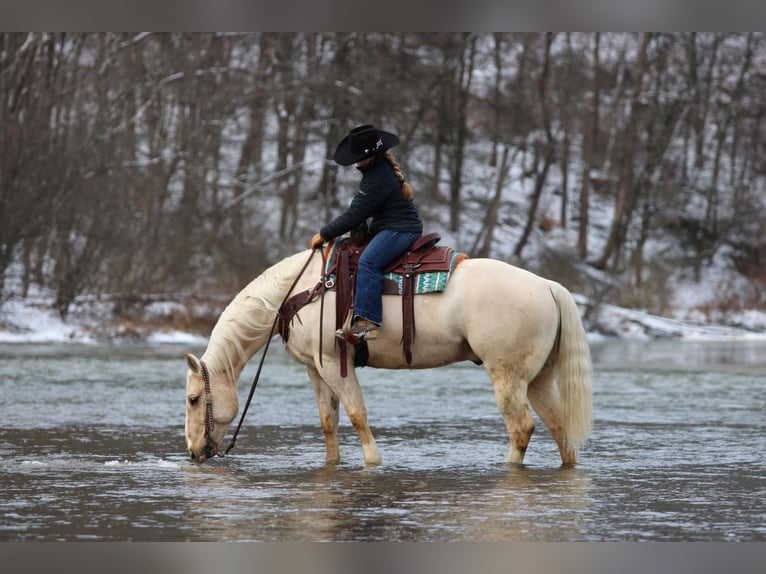 American Quarter Horse Castrone 5 Anni 155 cm Palomino in Clarion, PA
