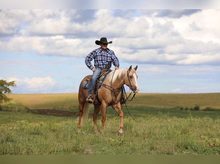 American Quarter Horse Castrone 5 Anni 155 cm Palomino in Bernard, IA