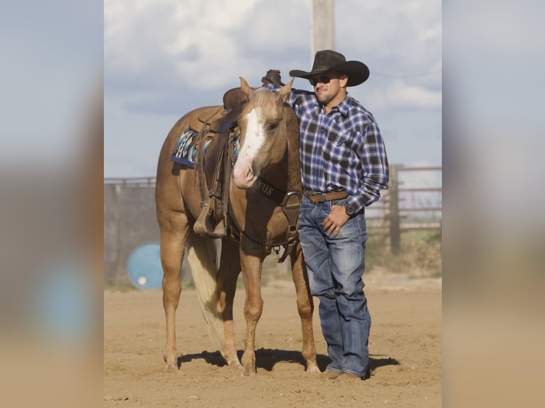 American Quarter Horse Castrone 5 Anni 155 cm Palomino in Bernard, IA