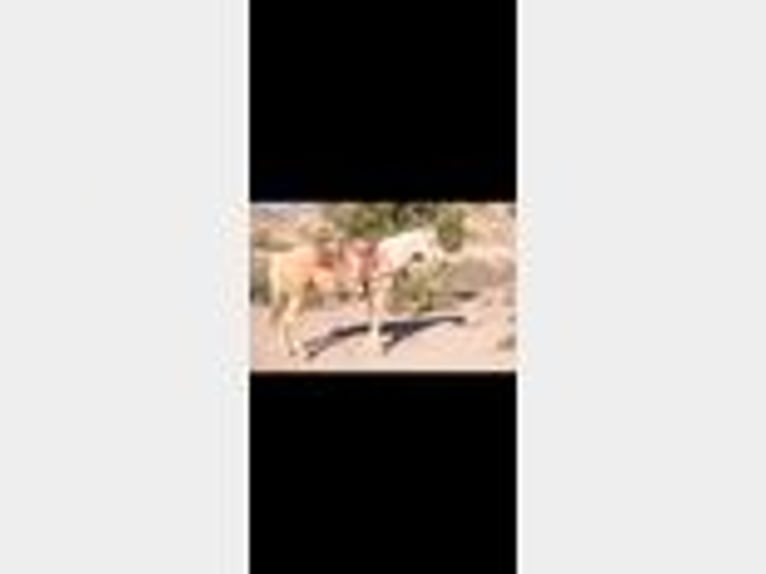 American Quarter Horse Castrone 5 Anni 155 cm Palomino in Cliff, NM