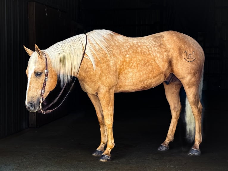 American Quarter Horse Castrone 5 Anni 155 cm Palomino in Palmyra