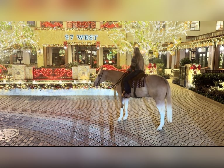 American Quarter Horse Castrone 5 Anni 155 cm Palomino in Ponder, TX