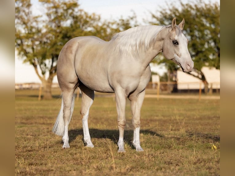 American Quarter Horse Castrone 5 Anni 155 cm Palomino in Ponder, TX