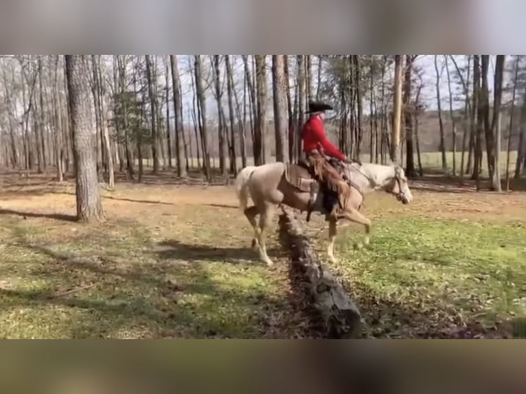 American Quarter Horse Castrone 5 Anni 155 cm Palomino in Ponder, TX