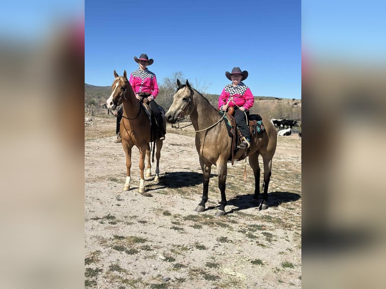 American Quarter Horse Castrone 5 Anni 155 cm Palomino in Mount Vernon