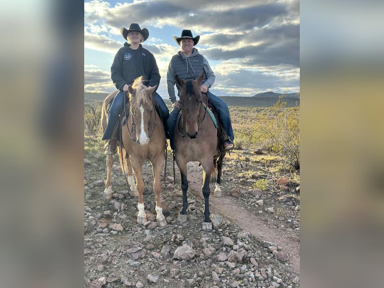 American Quarter Horse Castrone 5 Anni 155 cm Palomino in Mount Vernon