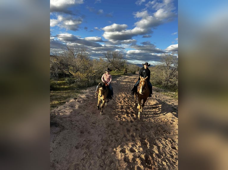 American Quarter Horse Castrone 5 Anni 155 cm Palomino in Mount Vernon