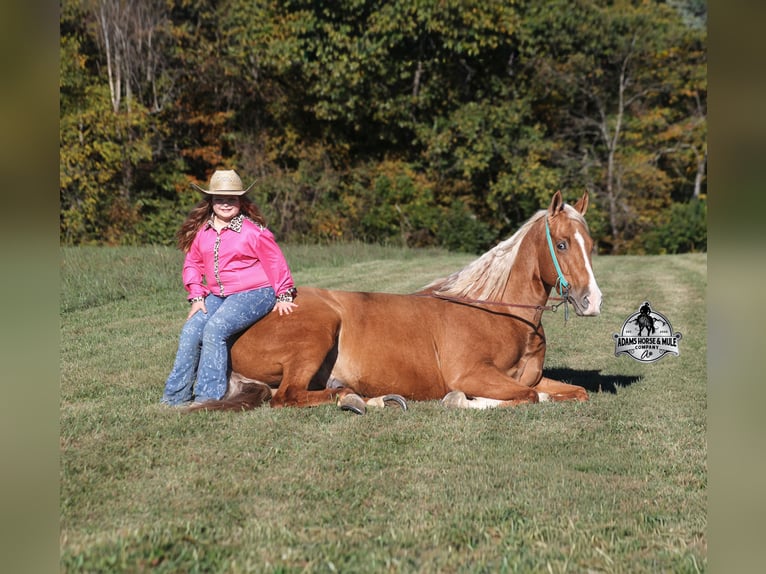 American Quarter Horse Castrone 5 Anni 155 cm Palomino in Mount Vernon