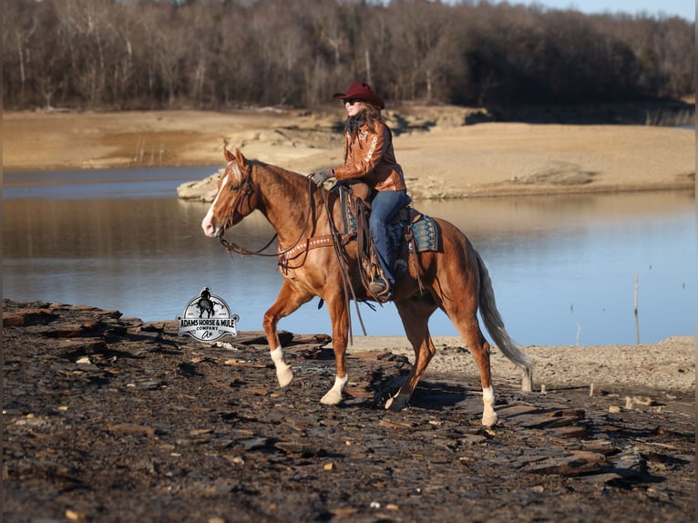 American Quarter Horse Castrone 5 Anni 155 cm Palomino in Mount Vernon