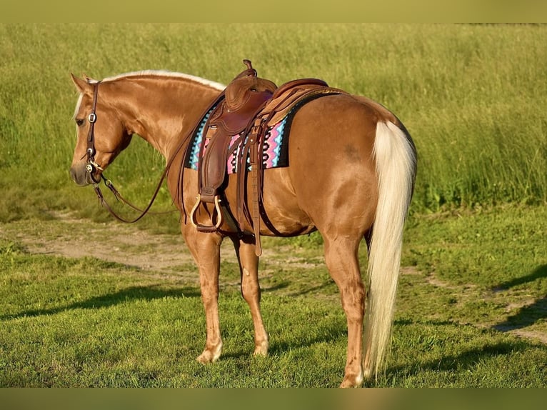 American Quarter Horse Castrone 5 Anni 155 cm Palomino in Crab Orchard, KY